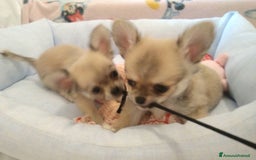 Chihuahua cani in vendita: Cuccioli Chihuahua a pelo lungo con Pedegree Enci  - Annuncio 9