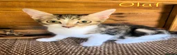 Europeo gatti in regalo: TRE SPLENDIDI FRATELLINI DI DUE MESI - Annuncio 1