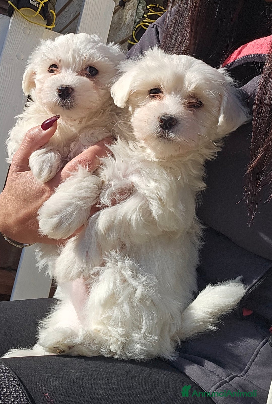 Maltese cani in vendita: Adorabili Cuccioli di Maltese  - Annuncio 1