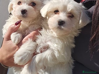 Maltese cani Adorabili Cuccioli di Maltese - Annuncio 4