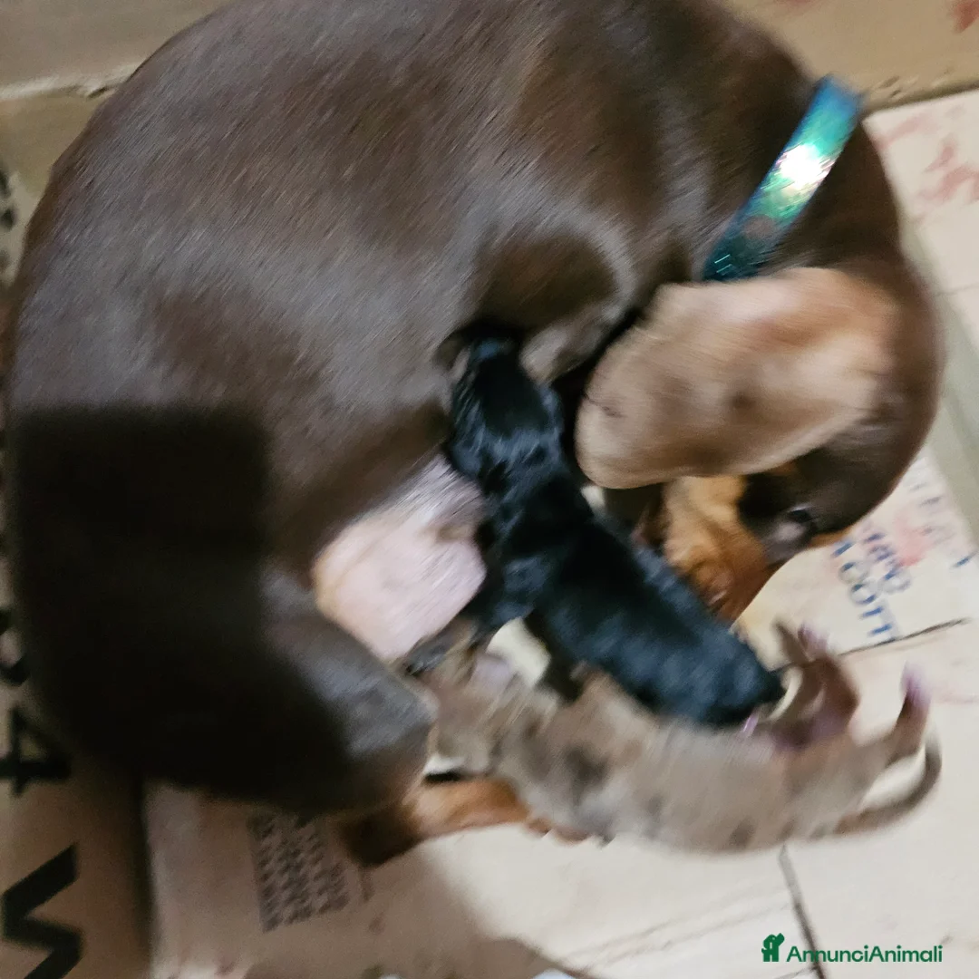 Bassotto cani in vendita: Bassotto kaninchen nero focato  a Città metropolitana di Milano - Annuncio 2