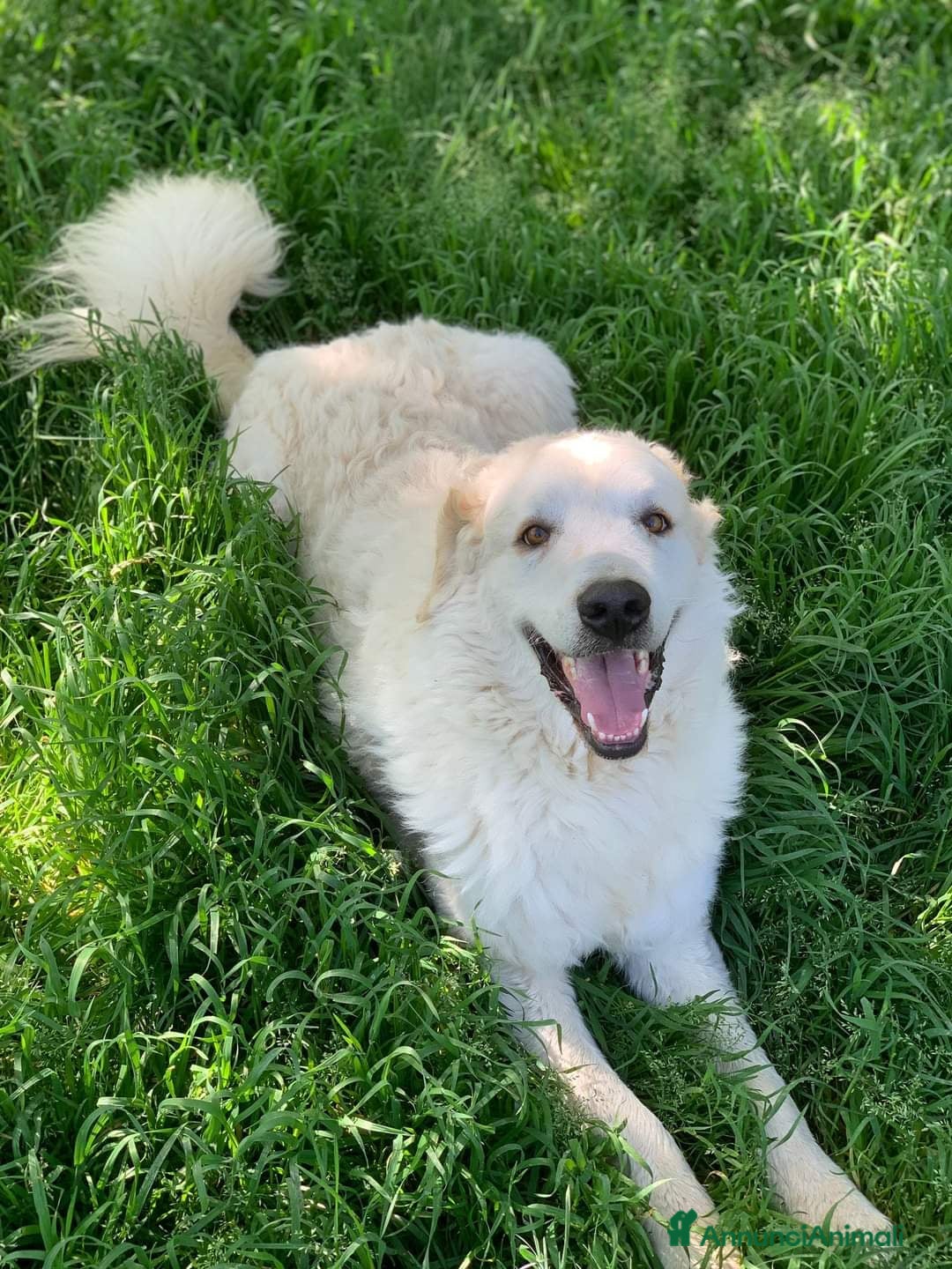 Pastore Maremmano cani in regalo: NICKY il gigante più buono!! - Annuncio 6