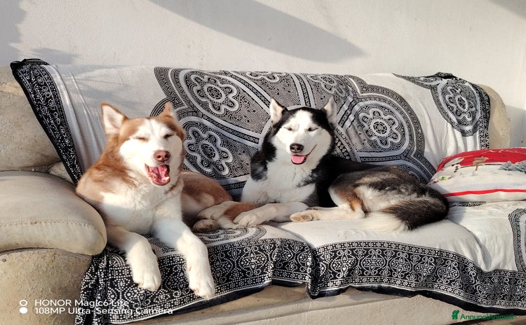 Husky cani a Provincia di Padova - Annuncio 4