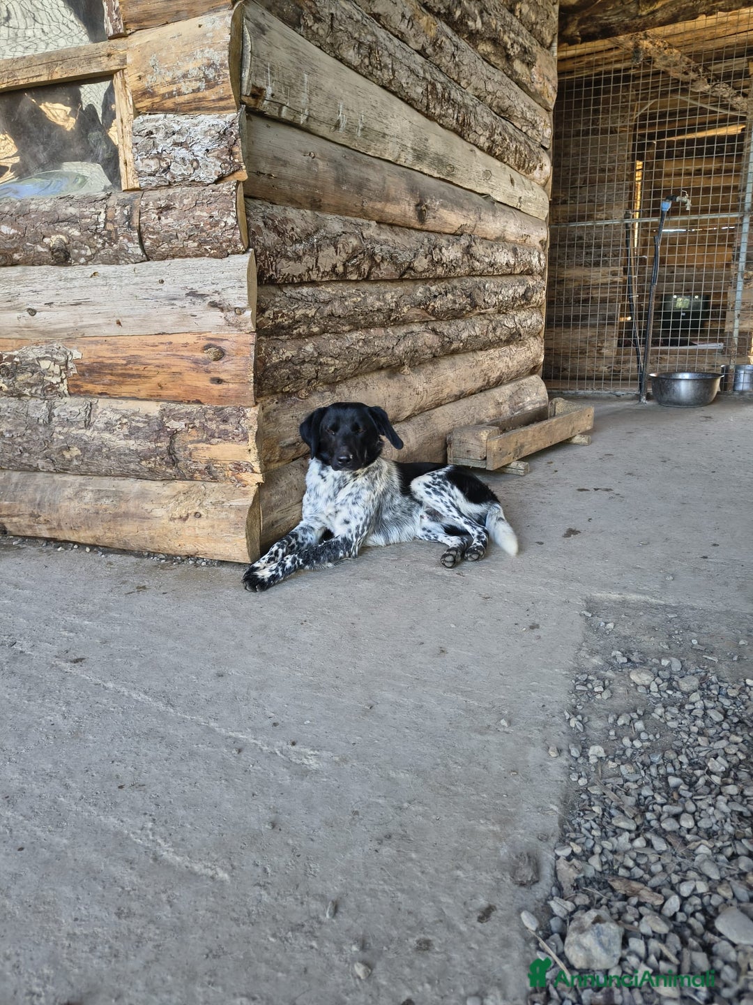 Meticcio cani in regalo: Arturo - Annuncio 1