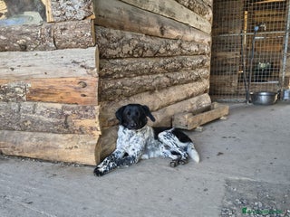 Meticcio cani Arturo - Annuncio 14