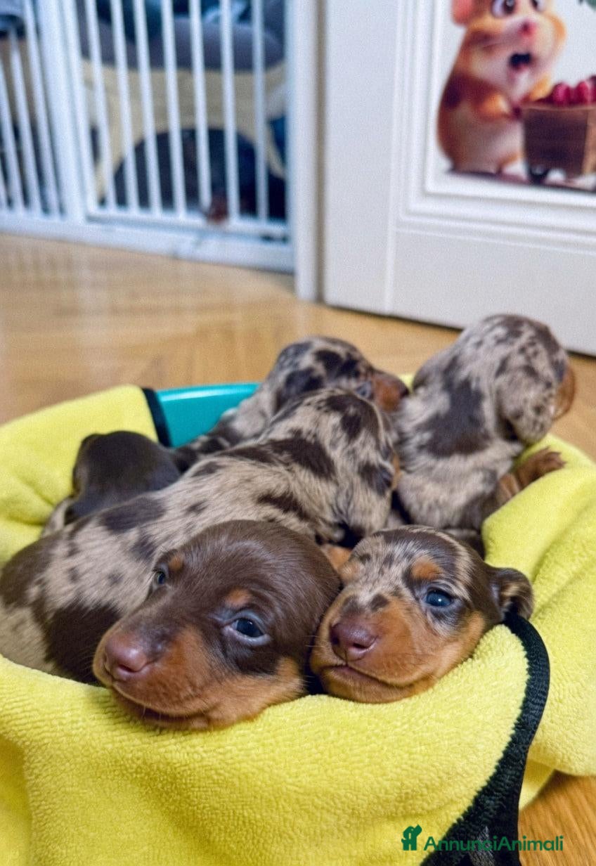 Bassotto cani in vendita: Bassotto Cuccioli - Annuncio 1