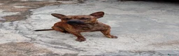 Meticcio cani in regalo: Tiger, simil Staffordshire Bull Terrier!  - Annuncio 3