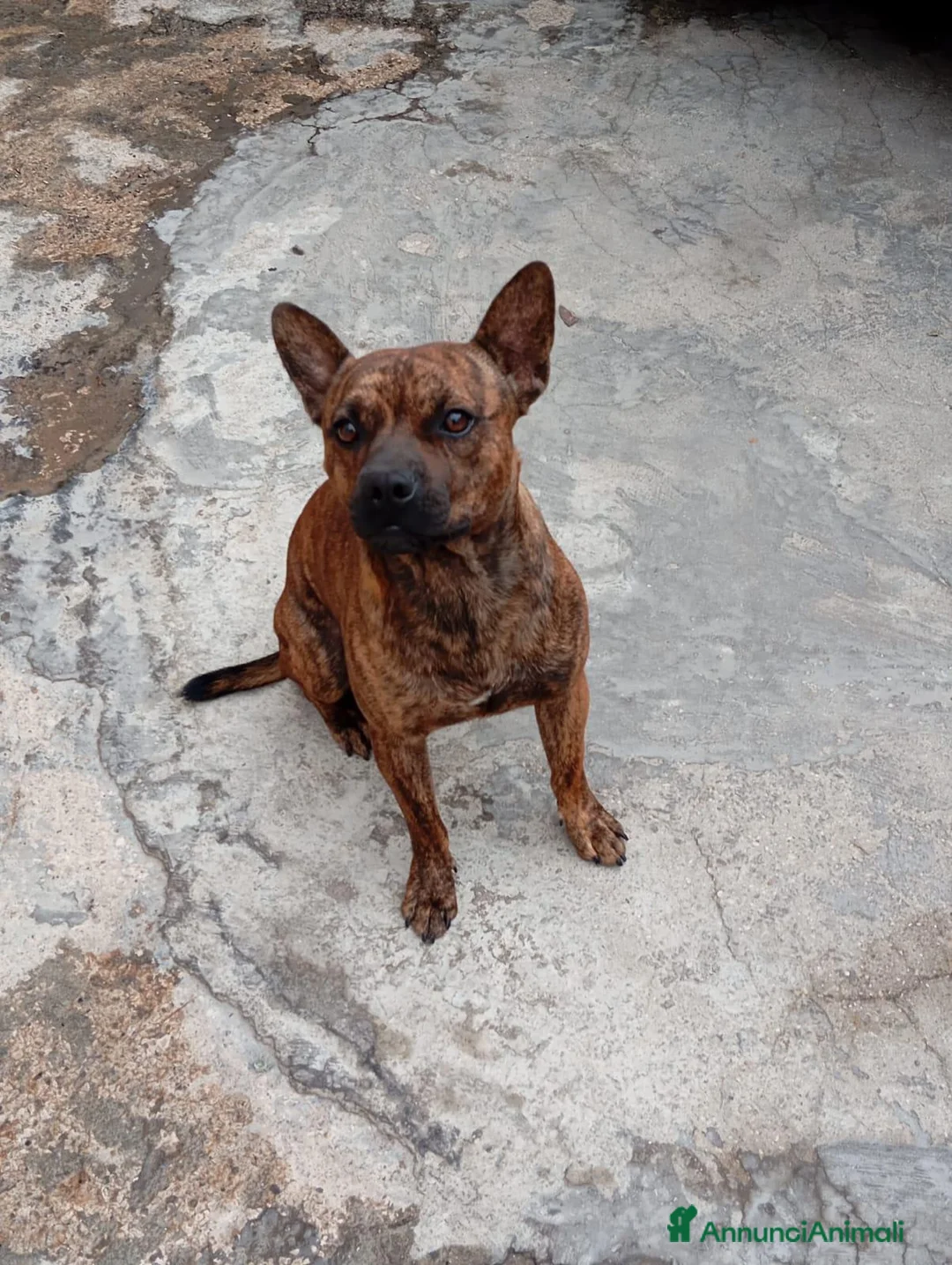 Meticcio cani in regalo: Tiger, simil Staffordshire Bull Terrier!  - Annuncio 3