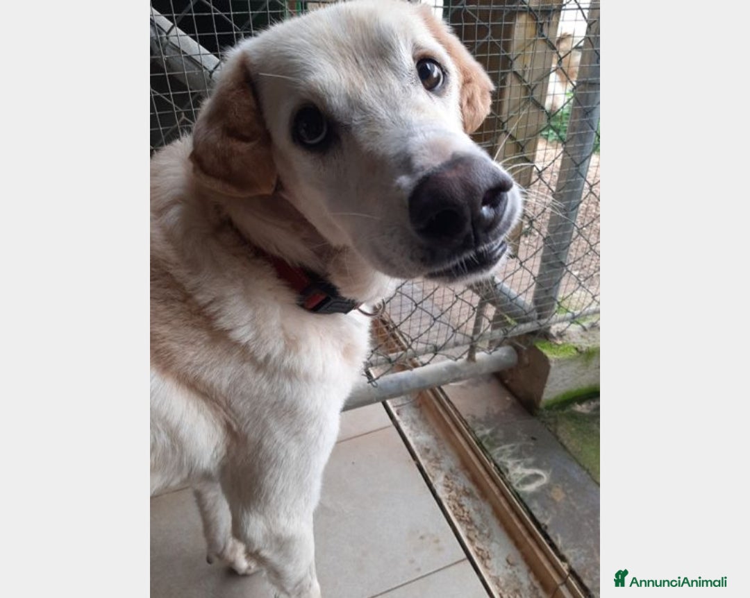 Meticcio cani in regalo: Alfredo, SOS una casa per la vita a Latina - Annuncio 5