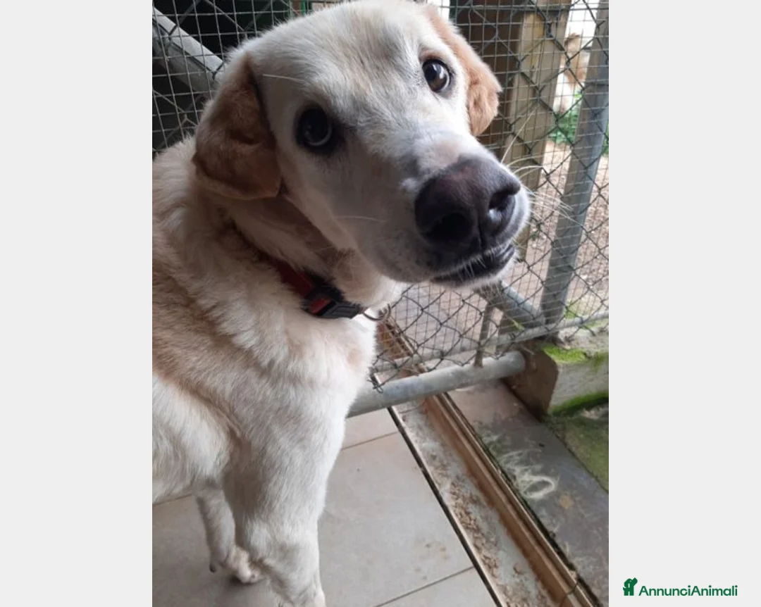 Meticcio cani in regalo: Alfredo, SOS una casa per la vita a Latina - Annuncio 5