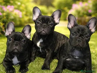 Bulldog Francese cani Cuccioli di Bouledogue / Bulldog Francese - Annuncio 5