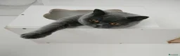 British gatti in vendita: British shorthair cucciolo - Annuncio 12