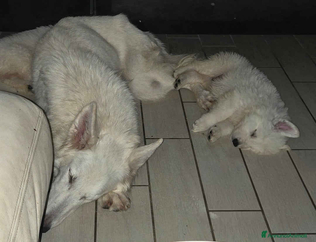 Pastore Svizzero cani in vendita: Cuccioli di pastore svizzero bianco - Annuncio 7