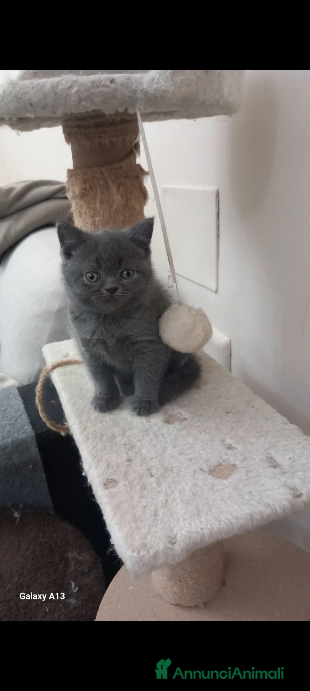 Scottish gatti in vendita: Schottich Straight  - Annuncio 4