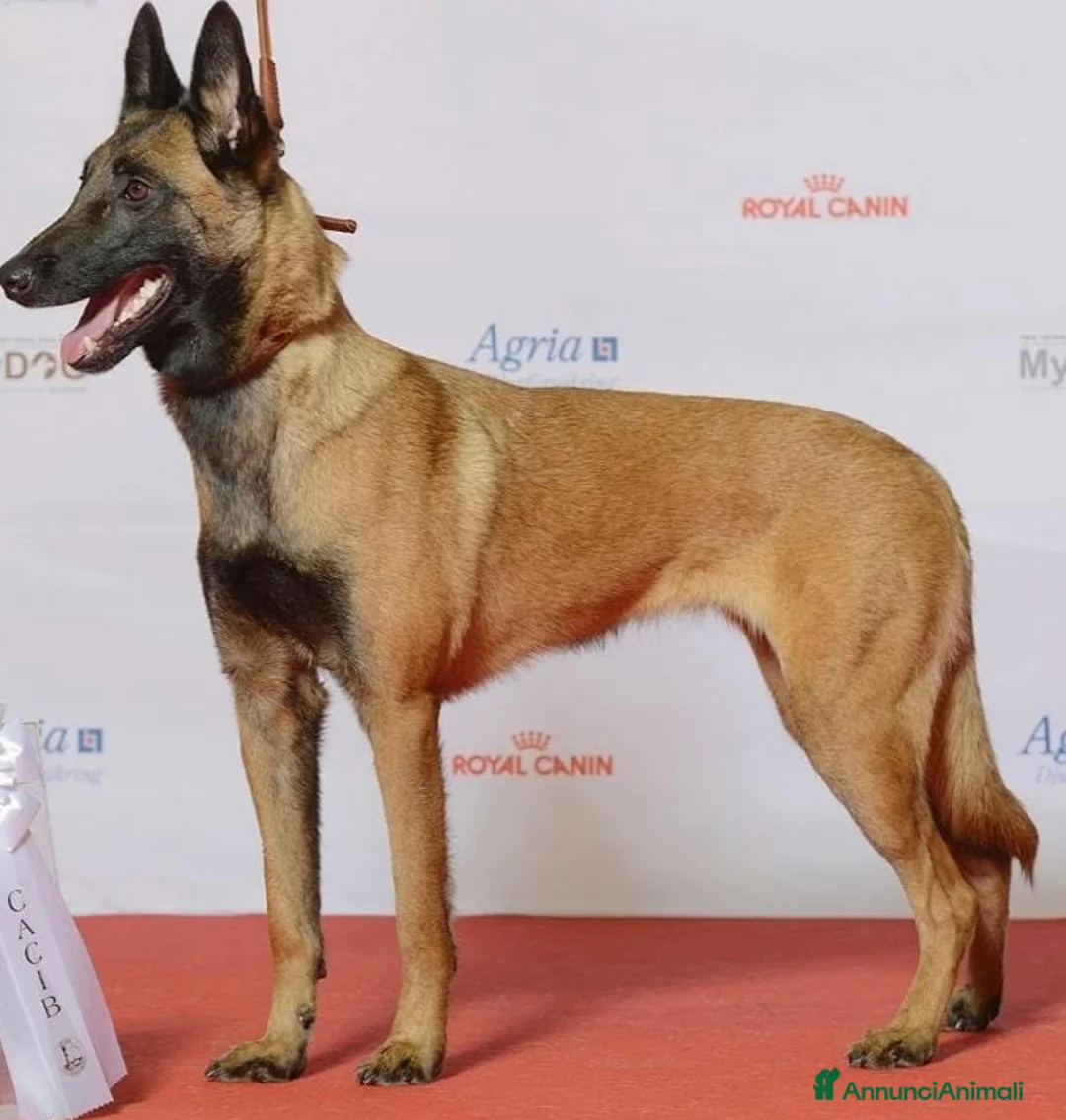 Pastore Belga cani in vendita: Pastore belga Malinois  - Annuncio 4
