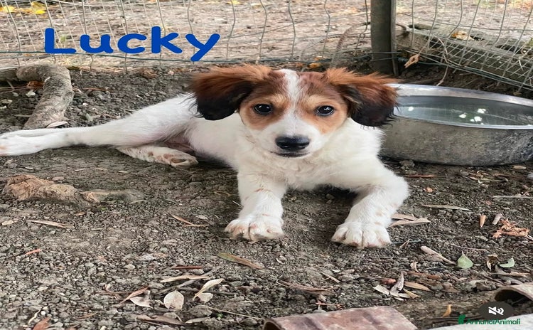 Meticcio cani a Città metropolitana di Roma Capitale - Annuncio 5
