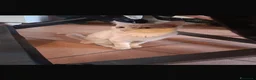 Meticcio gatti in regalo: Gattina a Città Metropolitana di Napoli - Annuncio 1