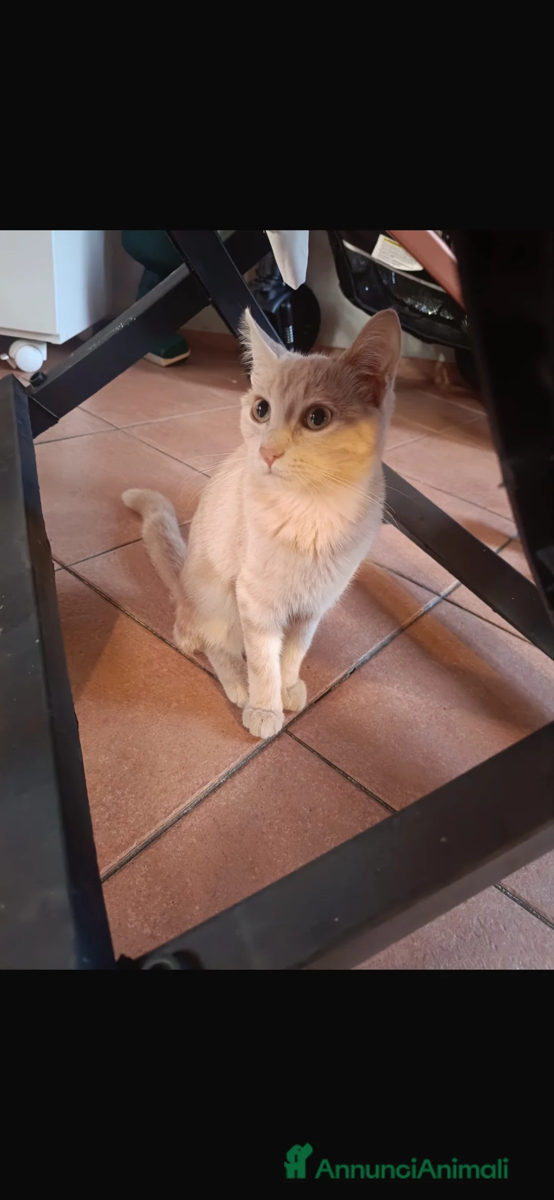 Meticcio gatti in regalo: Gattina a Città Metropolitana di Napoli - Annuncio 1