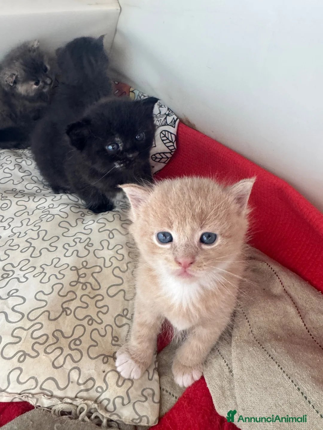 Maine Coon gatti in vendita: Maine coon  - Annuncio 1