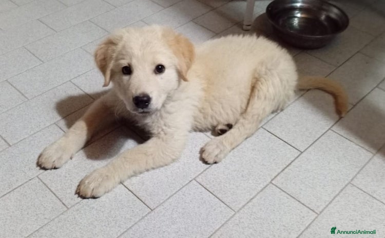 Meticcio cani a Città Metropolitana di Milano - Annuncio 3