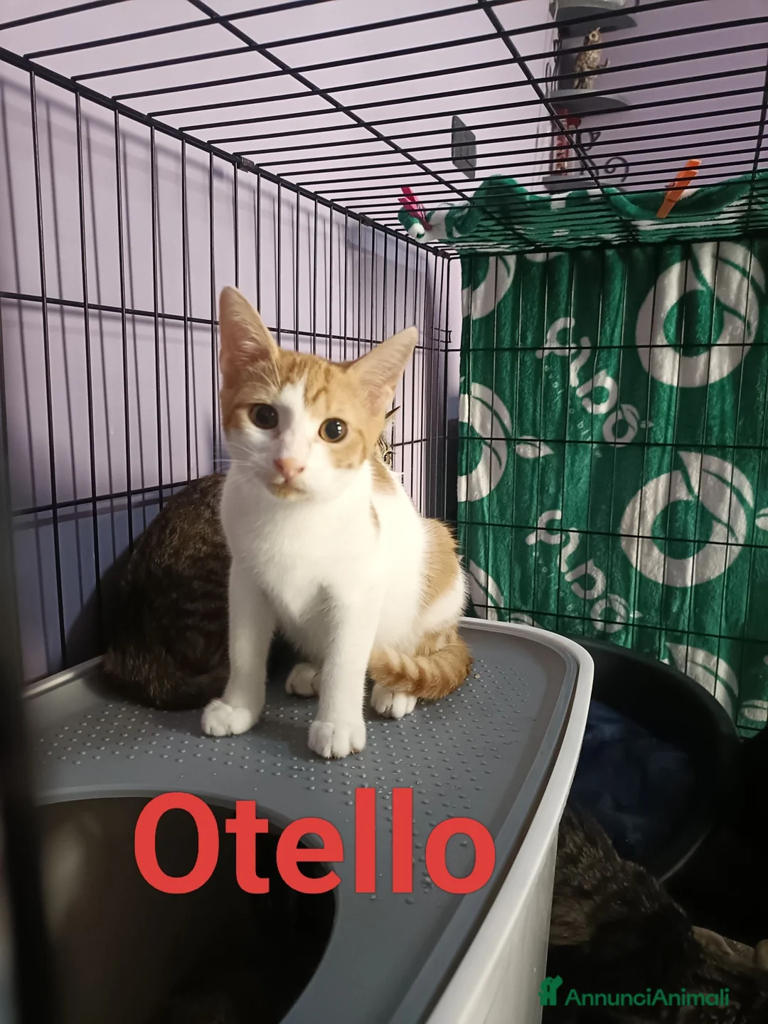 Meticcio gatti in regalo: Otello  - Annuncio 2