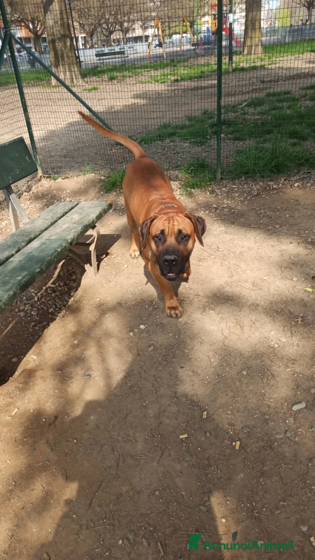 Presa Canario cani per accoppiamento: Bruno, presa canario  a Città Metropolitana di Torino - Annuncio 1