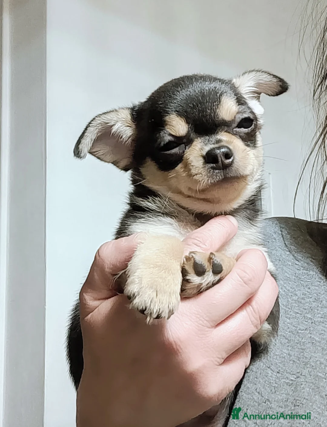 Chihuahua cani in vendita: Chihuahua pedigree ENCI  - Annuncio 1