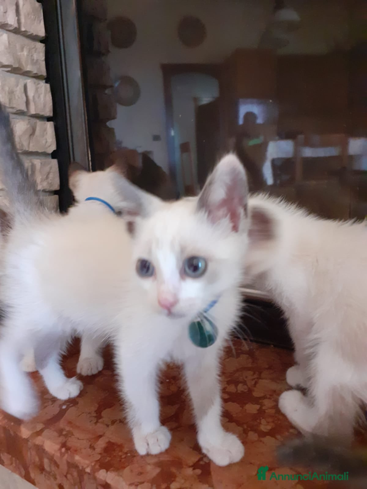 Altre razze gatti Gattini simil siamesi a Città metropolitana di Palermo - Annuncio 3