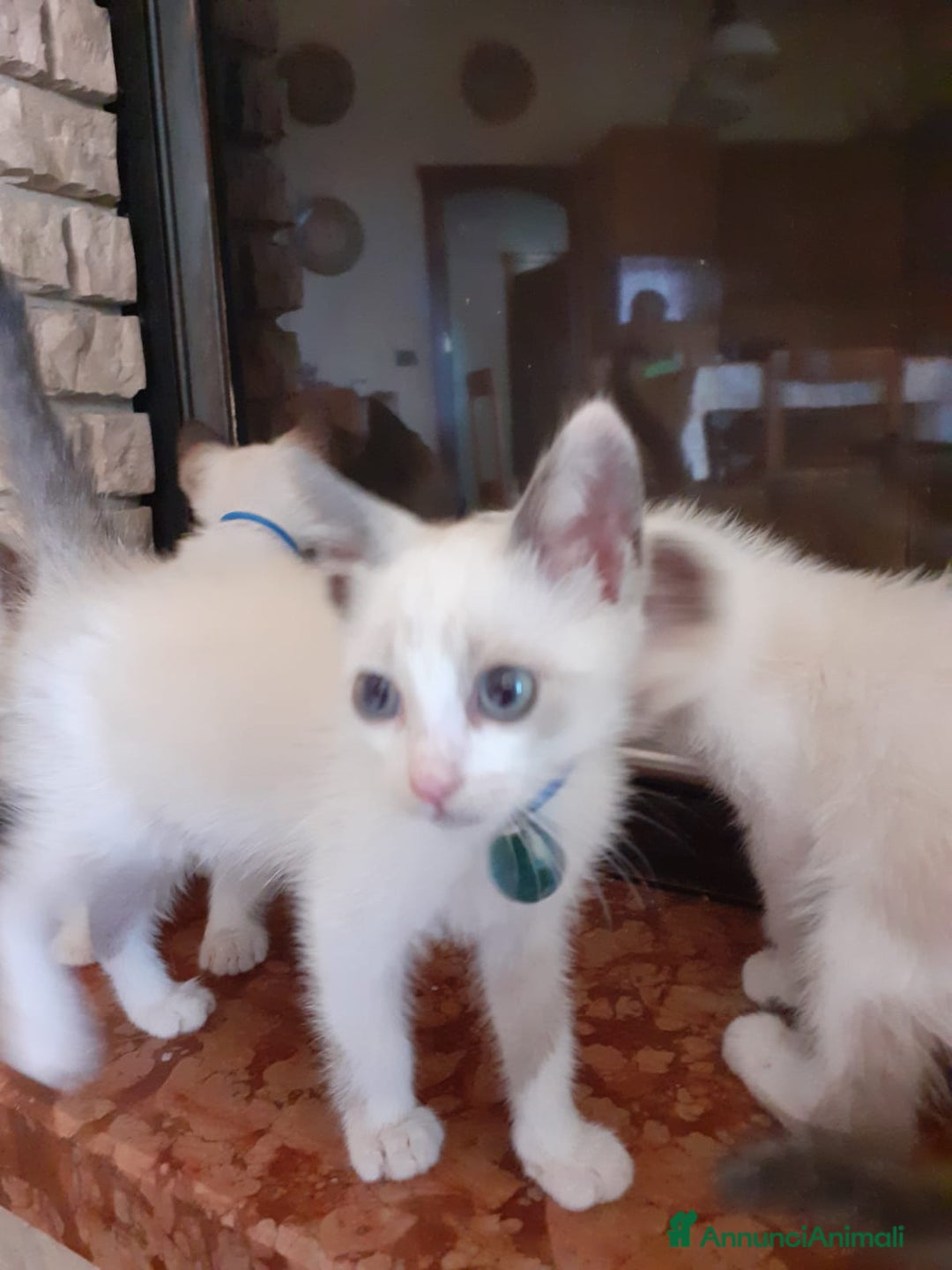 Altre razze gatti in vendita: Gattini simil siamesi a Città metropolitana di Palermo - Annuncio 1