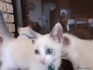 Altre razze gatti Gattini simil siamesi a Città metropolitana di Palermo - Annuncio 5