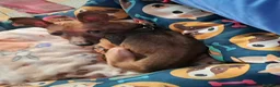 Pinscher Tedesco cani in regalo: JACK UNO SCRICCIOLO ABBANDONATO SENZA PIETÀ  - Annuncio 3