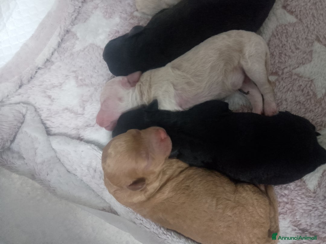 Barboncino cani in vendita: Cuccioli barboncino  a Provincia di Taranto - Immagine 2