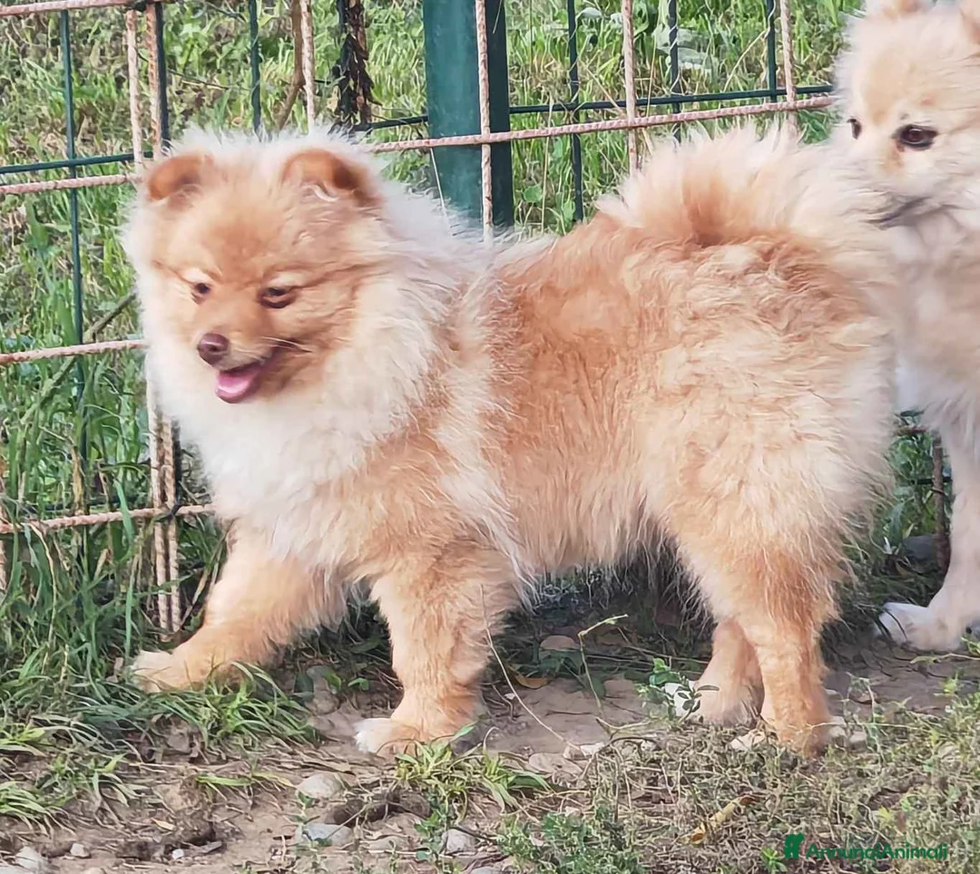 Spitz cani in vendita: Cucciola spitz tedesco piccolo ( Kleinspitz ) - Annuncio 4