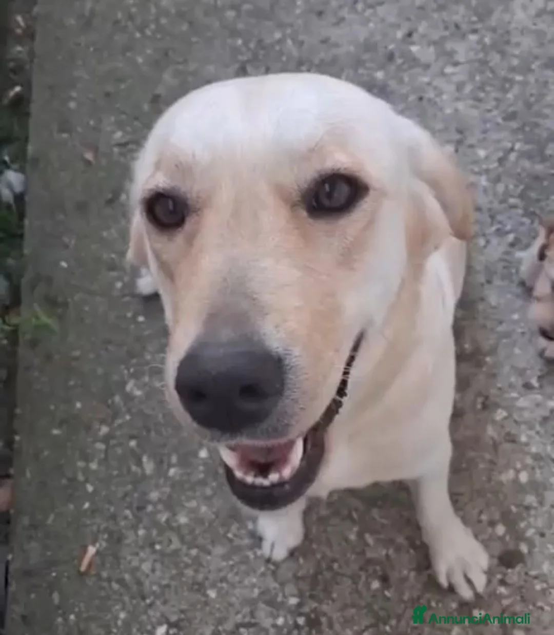 Labrador cani in regalo: Cucciola incrocio labrador  - Annuncio 2