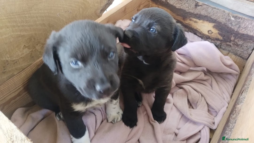 Meticcio cani in regalo: 2 cuccioli meticci neri - Annuncio 1