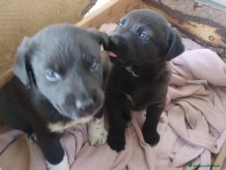 Meticcio cani 2 cuccioli meticci neri - Annuncio 2