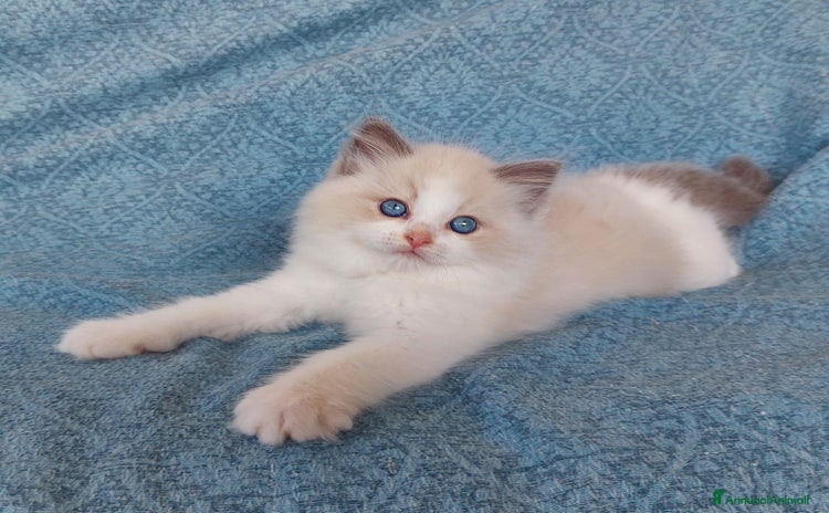 Ragdoll gatti - Annuncio 7