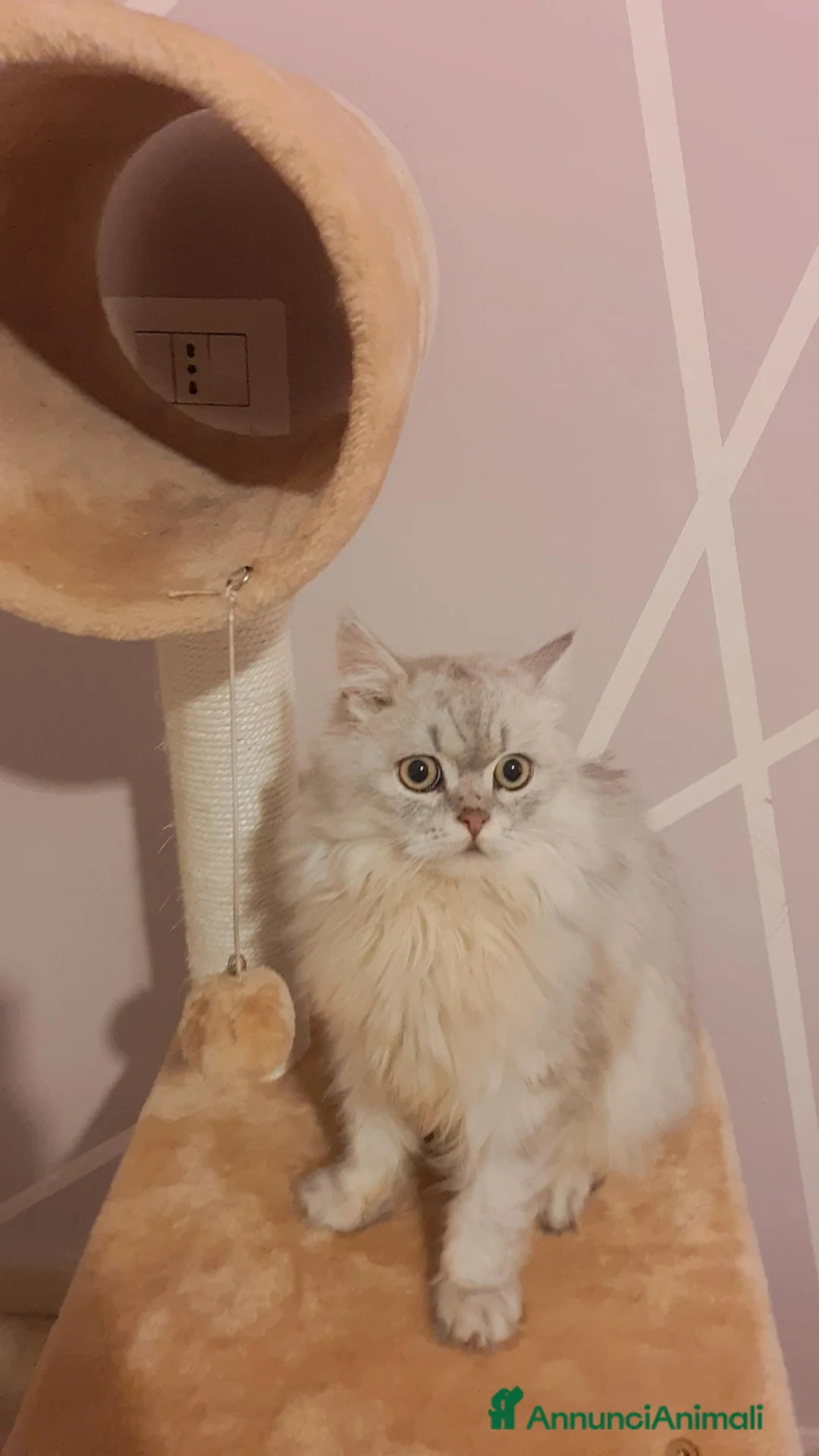 Scottish gatti in vendita: Cucciolo scottish straight  - Annuncio 2