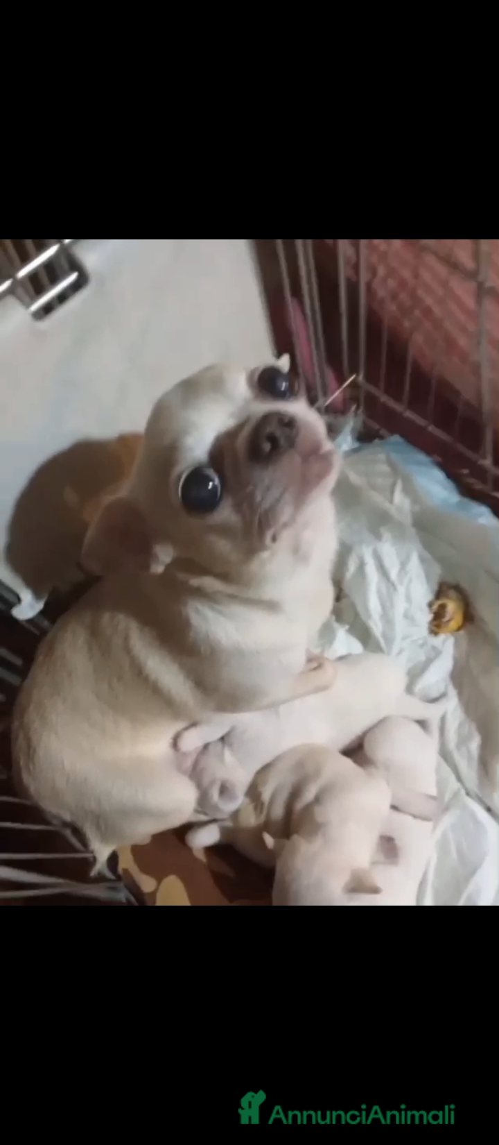 Chihuahua cani Cuccioli di chihuahua PEDIGREE ENCI, - Annuncio 10