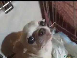 Chihuahua cani Cuccioli di chihuahua PEDIGREE ENCI, - Annuncio 10