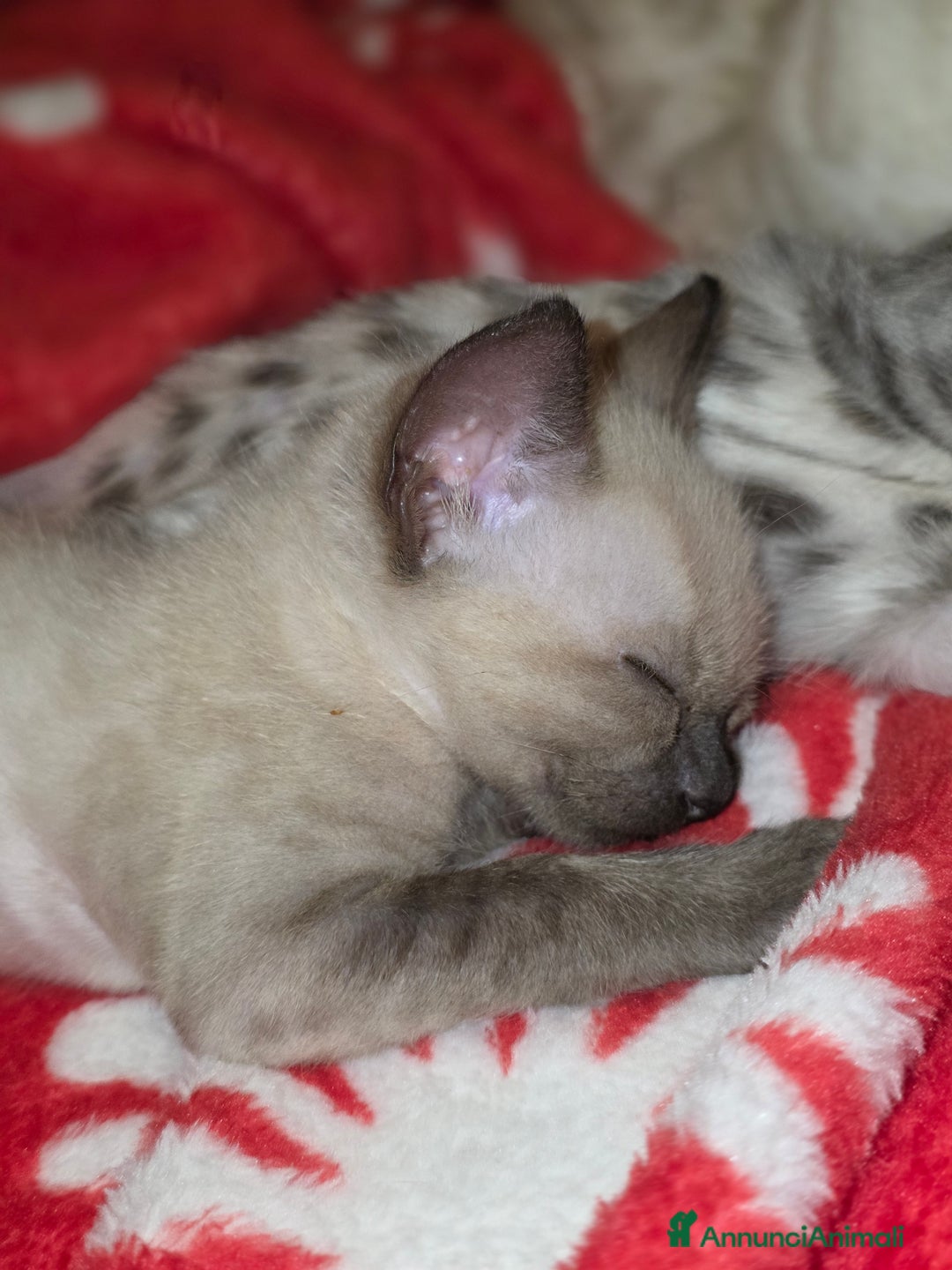 Bengala gatti in vendita: Cucciolo maschio gatto bengala  - Annuncio 10