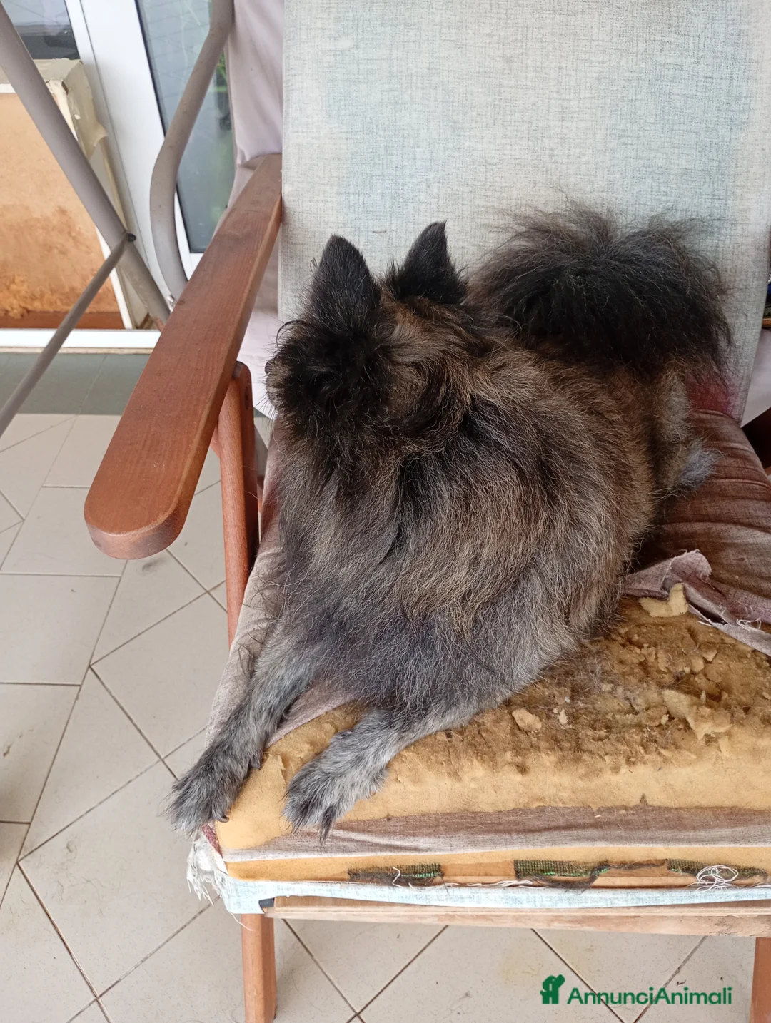 Volpino Italiano cani in regalo: Regalo Scirby , bellissimo volpino  - Annuncio 3