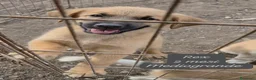 Meticcio cani in regalo: Cuccioli, non hanno chiesto di nascere  - Annuncio 5