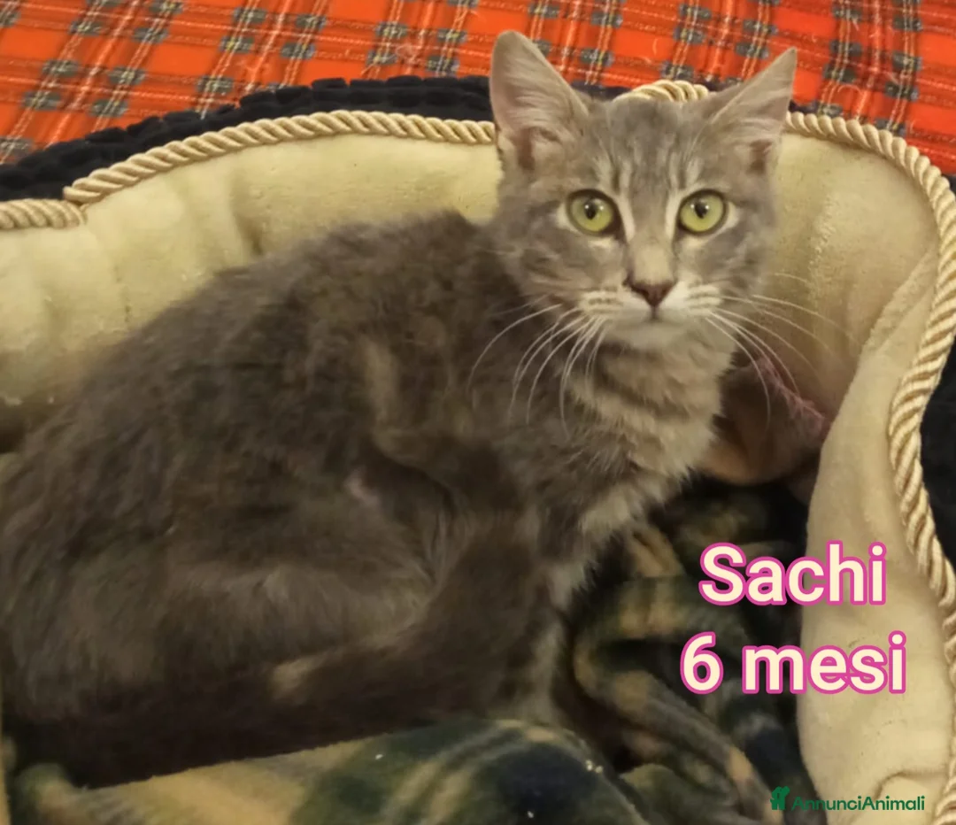 Altre razze gatti in regalo: MICINI ABBANDONATI: URGENTE  - Annuncio 7