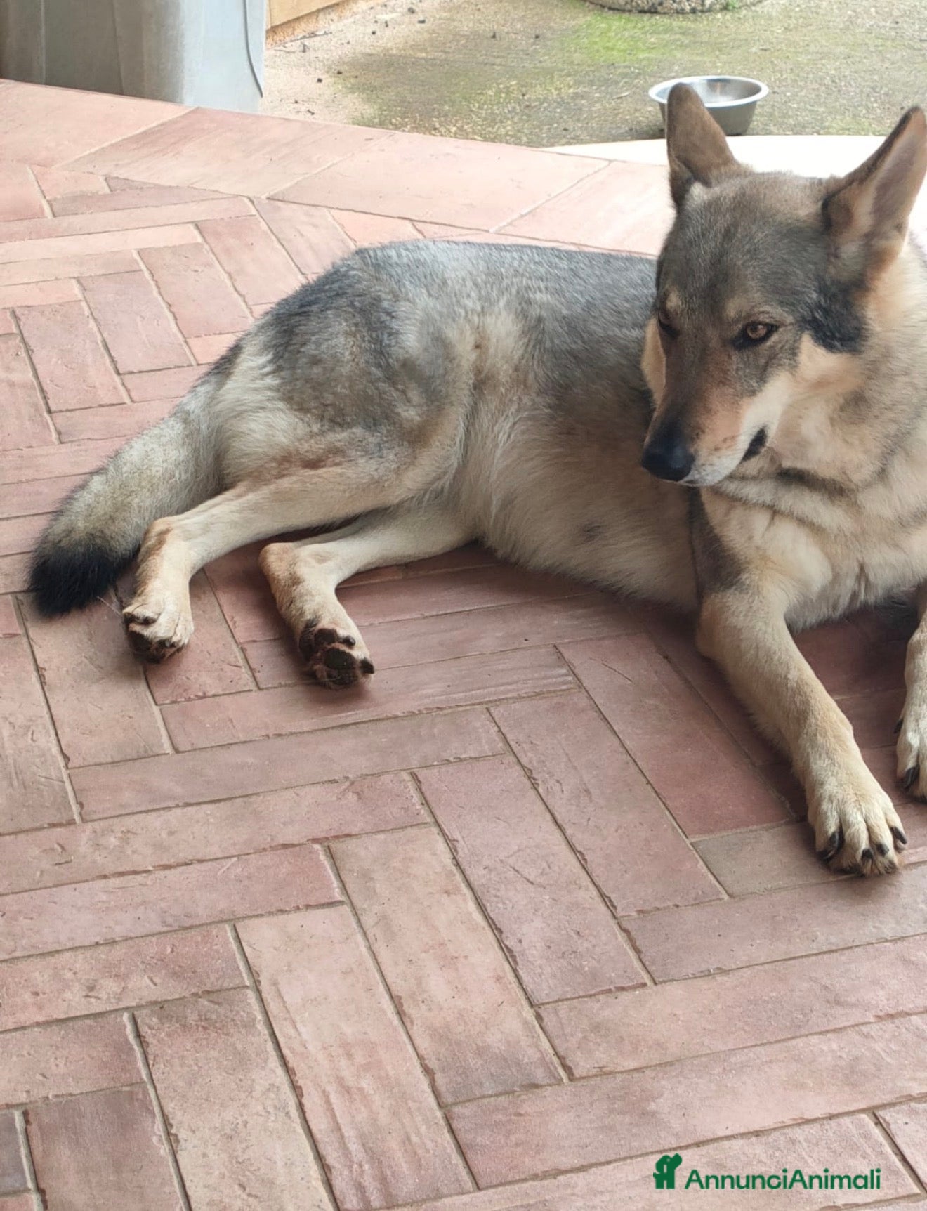 Lupo Cecoslovacco cani Cuccioli di Cane Lupo Cecoslovacco  - Annuncio 3