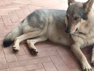 Lupo Cecoslovacco cani Cuccioli di Cane Lupo Cecoslovacco - Annuncio 3