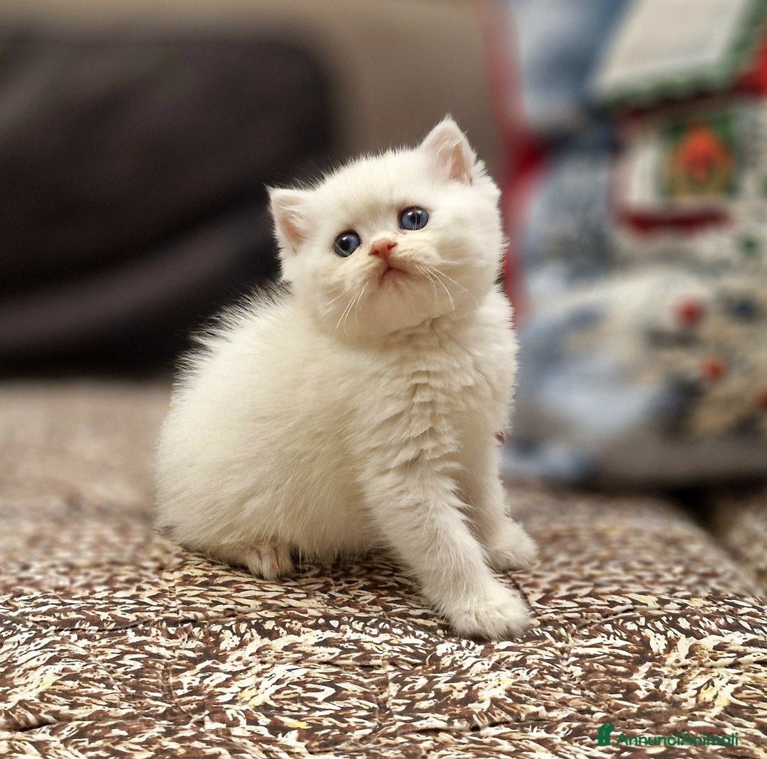 British gatti in vendita: British shorthair e longhair  a Provincia di Monza e della Brianza - Annuncio 11