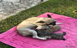 Bulldog Francese cani in vendita: Bulldog francese  a Città metropolitana di Roma Capitale - Immagine 6