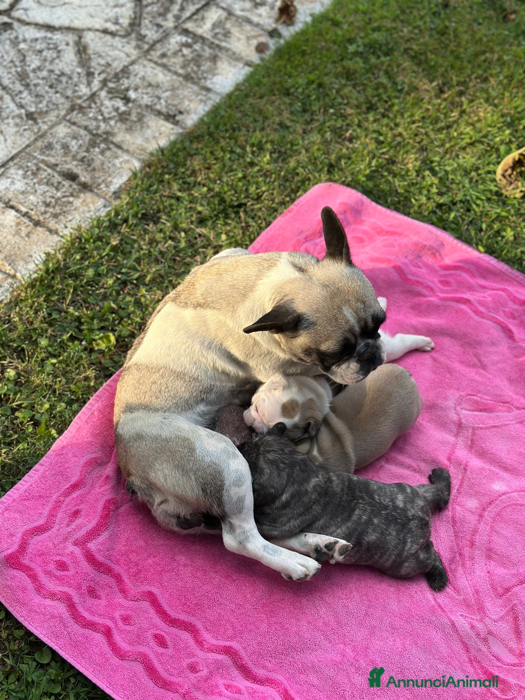 Bulldog Francese cani in vendita: Bulldog francese  a Città metropolitana di Roma Capitale - Immagine 6