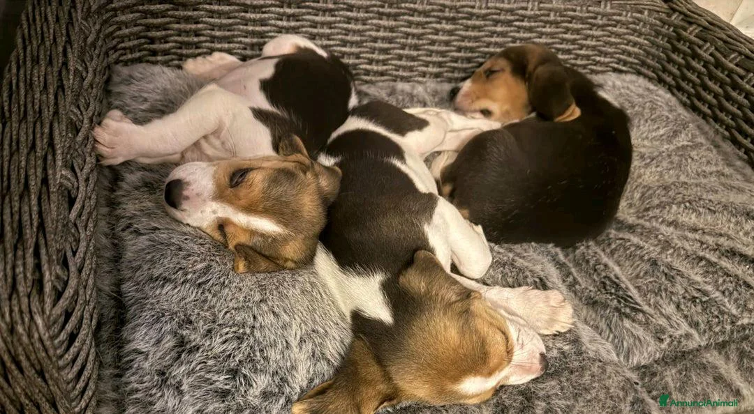 Beagle cani in vendita: Cuccioli di Beagle cercano umani per sempre! a Città metropolitana di Roma Capitale - Annuncio 7